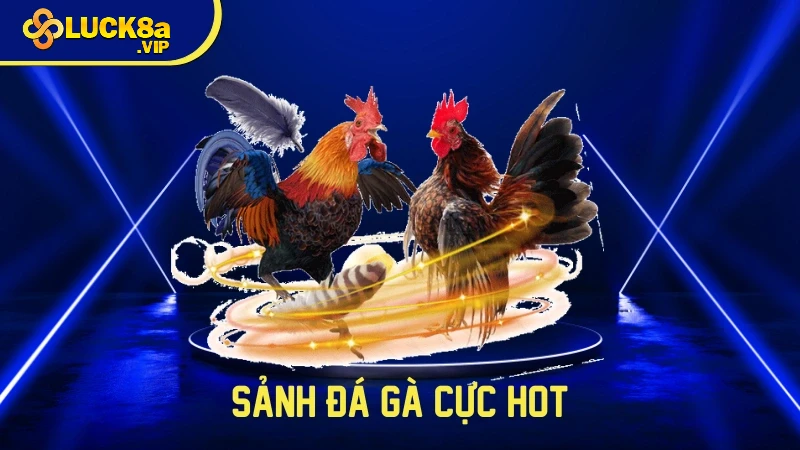 Sảnh đá gà cực hot